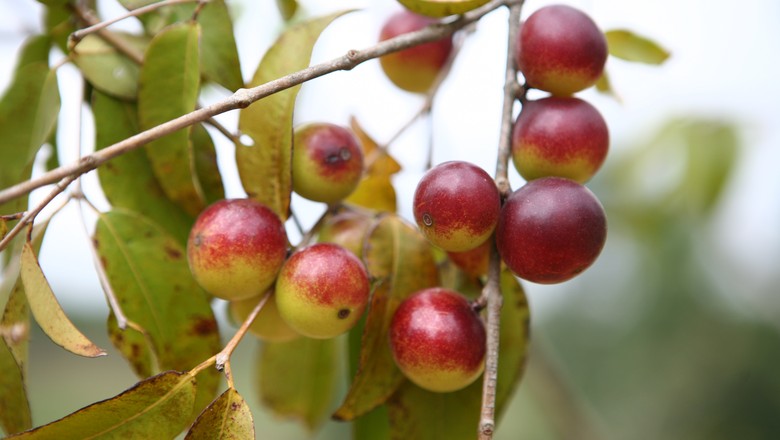 Fruta da Amazônia é a nova promessa para um dia a dia mais saudável